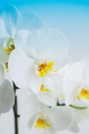 Close up of white orchid flower. Toned.の写真素材