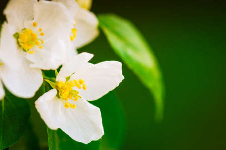 Apple tree blossom close up. Blurred background. Toned. Copy spaceの写真素材