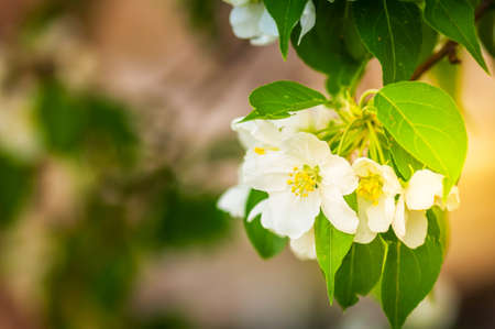 Apple tree blossom close up. Blurred sunny background. Toned. Copy space.