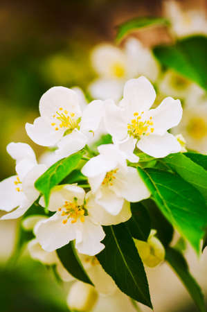 Apple tree blossom close up. Blurred sunny background. Toned.の写真素材
