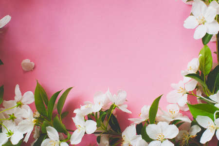 Beautiful apple blossom layout on pink background. Copy space.の写真素材