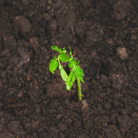 Close up of tomato seedling in humus ground. Toned.