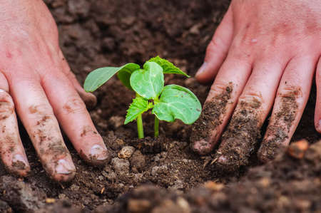 Man's hand planting cucumber seedling in humus ground. Close up.