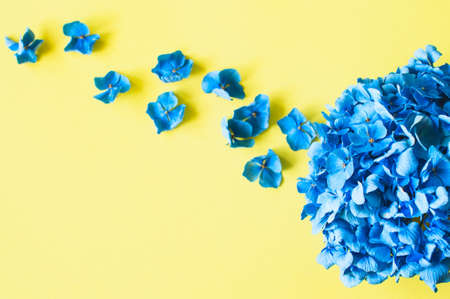 Beautiful blue hydrangea petals on yellow background. Top view.の写真素材