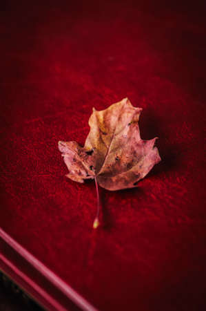 One red autumn maple leaf on a book