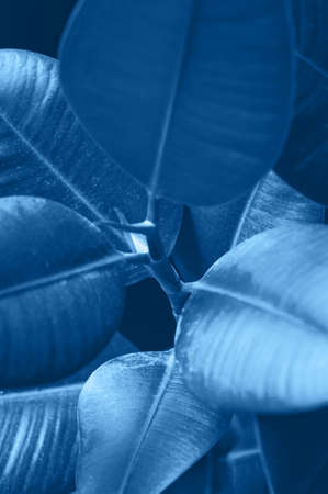 Blue leaves background in trendy color of the year 2020の写真素材