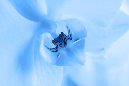 Beautiful orchid flower in blue color. Close up.の写真素材