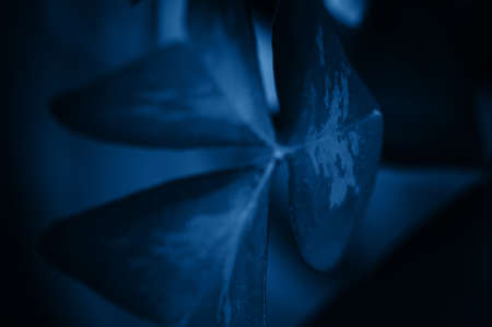 Blue leaves background in trendy color of the year 2020