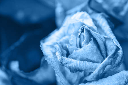 Rose petals. Inspired by trendy color of the year 2020.の写真素材