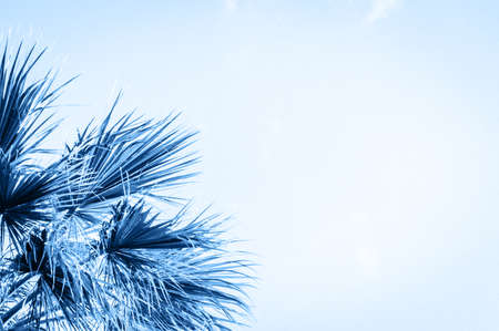 Close up of palm leaves. Toned in blue color of the year 2020.の写真素材