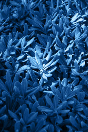 Close up of tropical leaves background. Inspired by the color of the year 2020.の写真素材