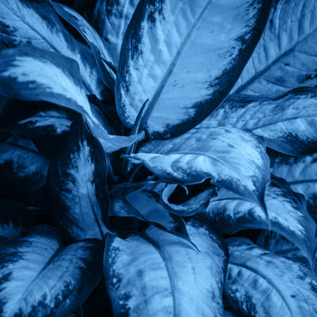 Close up of tropical leaves background. Inspired by the color of the year 2020.の写真素材