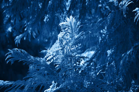 Close up of coniferales trees. Toned in blue color. Inspired by the color of the year 2020.