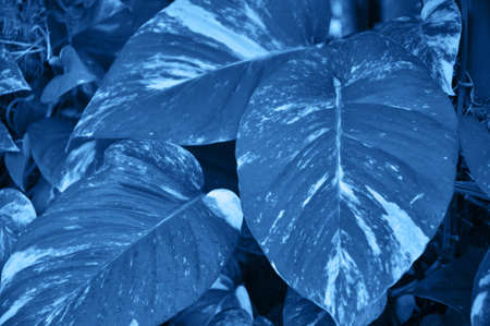 Close up of tropical leaves background. Toned.の写真素材