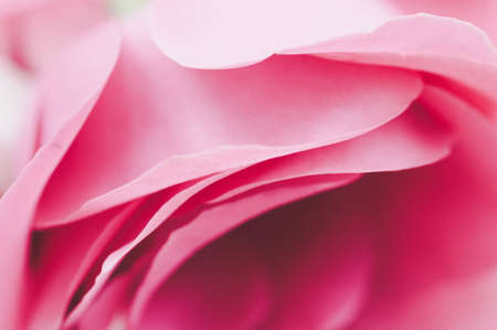 Tender pink rose petal layers. Close up. Vivid colors.の写真素材