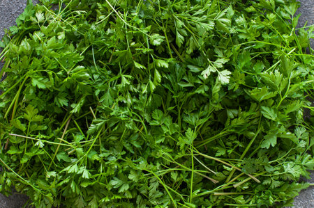 Green fresh young parsley harvest. Top ivew.の写真素材