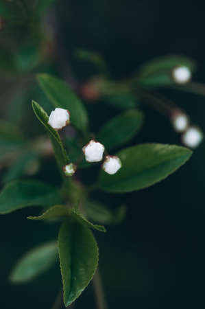 Beautiful spring cherry blossom flowers in the garden.の写真素材