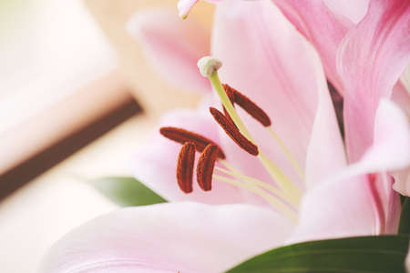 Pink lily flower bouquet. close up.の写真素材