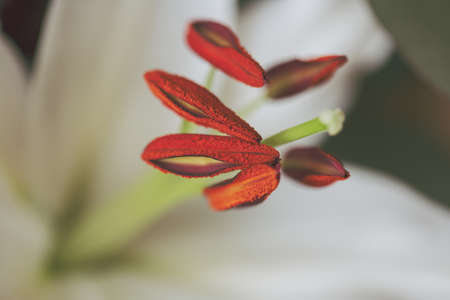 White lily flower's pestle. close up.の写真素材