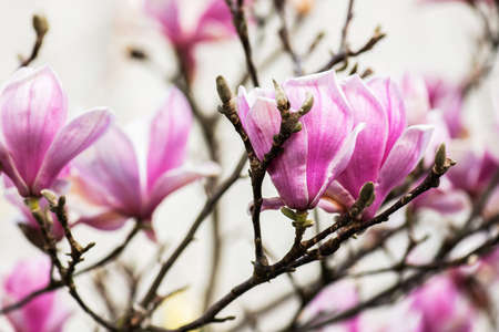 Beautiful magnolia tree blossom at springtime, Cantabria Spain.の写真素材