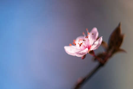 Macro cherry blossom flower background.の写真素材