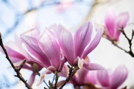 Spring Japanese magnolia tree blossom. Spain Cantabria.の写真素材