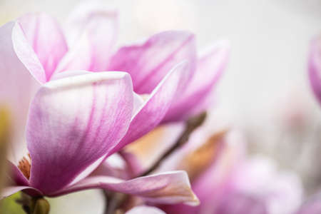Springtime, magnolia tree blossom, Spain Cantabria.の写真素材