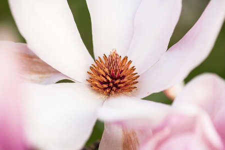 Spring Japanese magnolia tree blossom.の写真素材