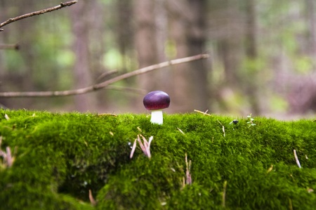 Close up of a small russule mushroom on the moss carpetの写真素材