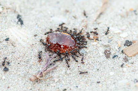 Ants eating jam on the yellow sand