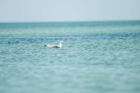 seagull drifts in the blue seaの写真素材