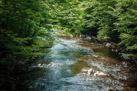 mountain river in the forest with a stone shoreの写真素材