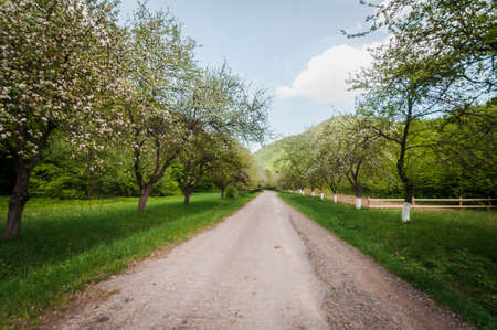 blossoms apple orchard along the road