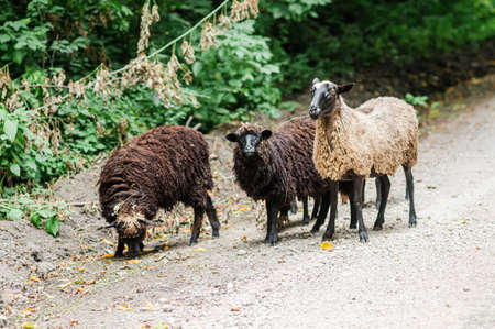 Sheep on the road, white and brown sheepの写真素材