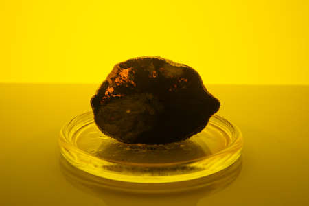 the rotten lemon on a yellow background
