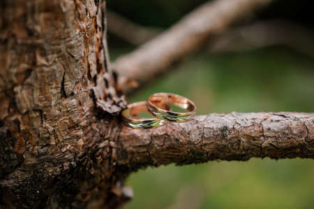 A pair of gold wedding rings on a green background. Rings on the background of leaves and woodの写真素材