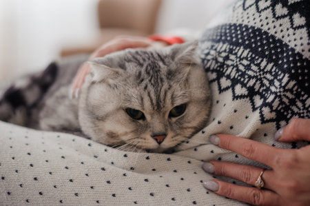 Gray cat in the arms of a girlの写真素材