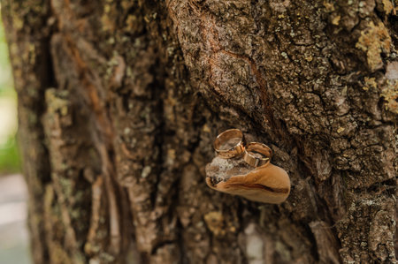 Gold wedding rings on a brown wooden background with mossの写真素材