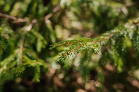 A branch of a green conifer, a spruce tree grows in the forest.の写真素材