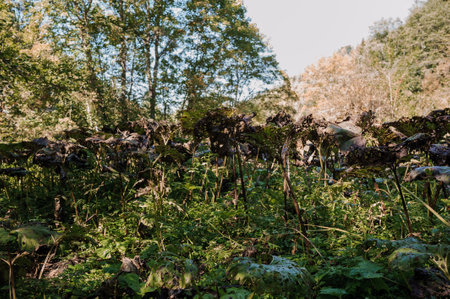 Green borage on a meadow in the forestの写真素材
