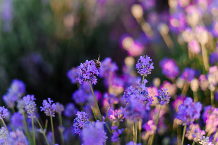 Lavender field. purple flowers on the fieldの写真素材
