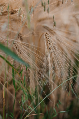 Wheat field at sunset. Spikelets of wheat