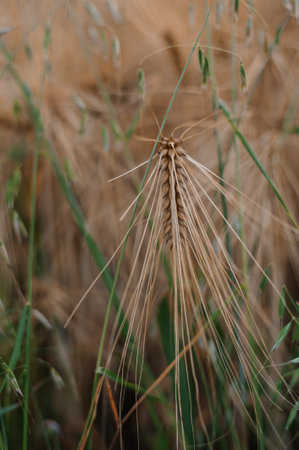 Wheat field at sunset. Spikelets of wheatの写真素材