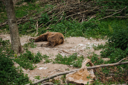 Bear lies on the ground in the forest