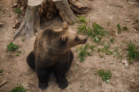 Brown bear sits on the ground in the forestの写真素材