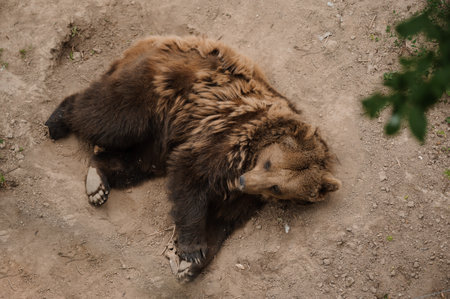 Bear lies on the ground in the forestの写真素材