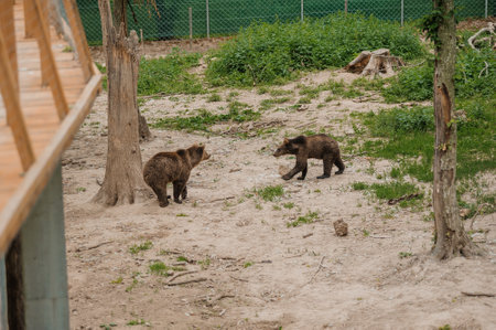 Two bears play with each other in the forestの写真素材