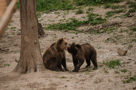 Two bears play with each other in the forestの写真素材