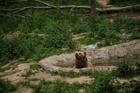 The brown bear bathes in the lakeの写真素材