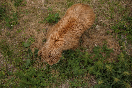 The bear is walking through the forest. bear in the forestの写真素材